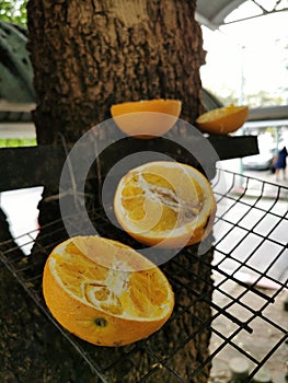 The pieceÃ¢â¬â¹ ofÃ¢â¬â¹ orangeÃ¢â¬â¹ on the Tree